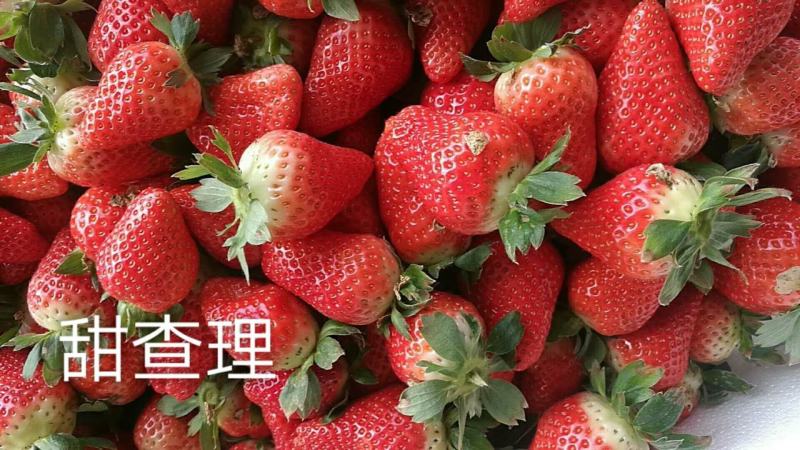 临沂莒南县大店镇草莓种植基地品种齐全欢迎选购