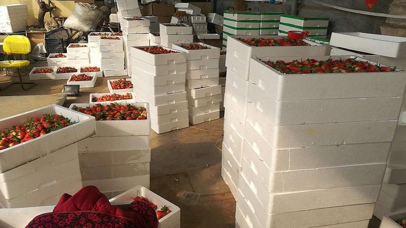 临沂莒南县大店镇草莓种植基地品种齐全欢迎选购