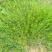 云南野生方杆白花蛇舌草