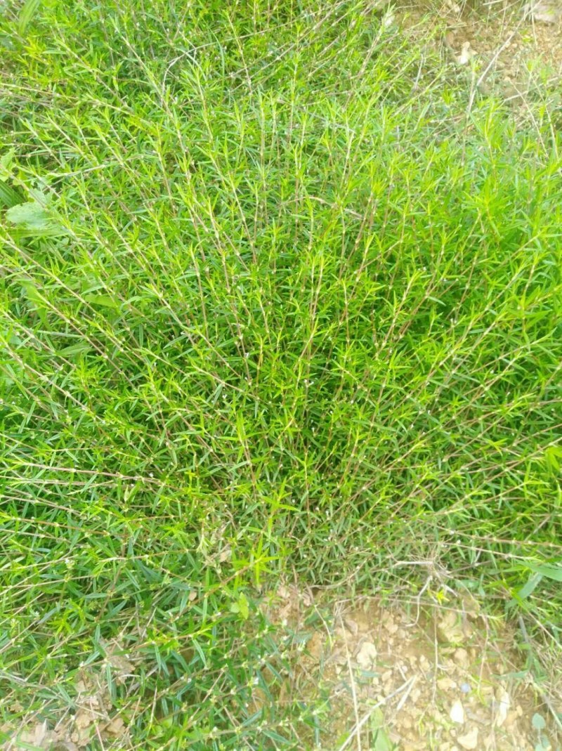 云南野生方杆白花蛇舌草