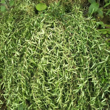 云南野生方杆白花蛇舌草
