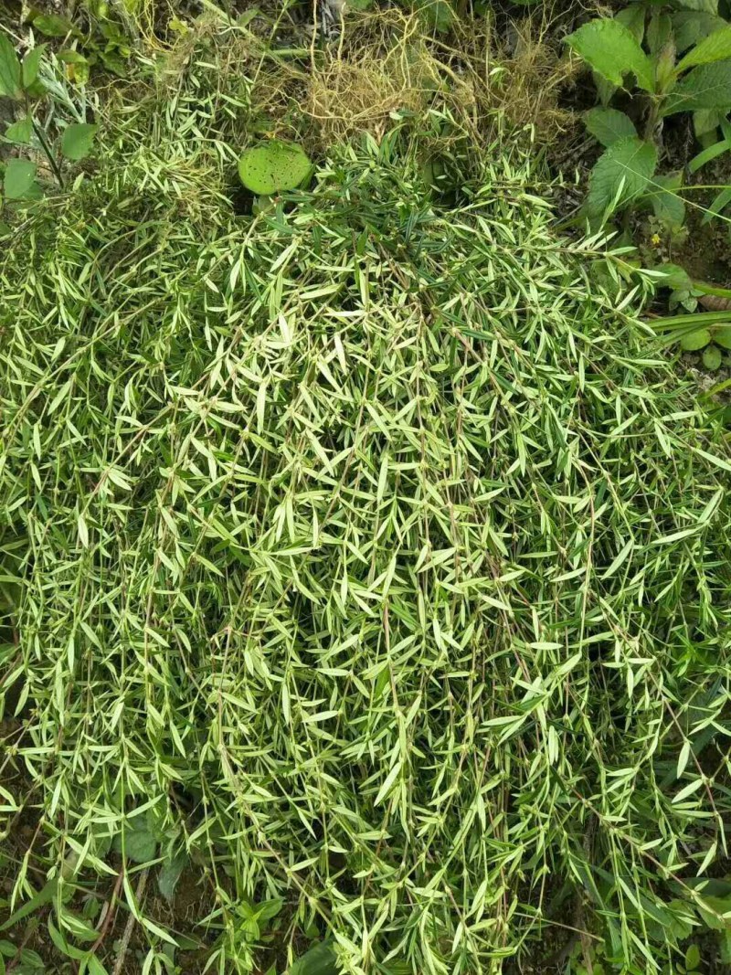 云南野生方杆白花蛇舌草