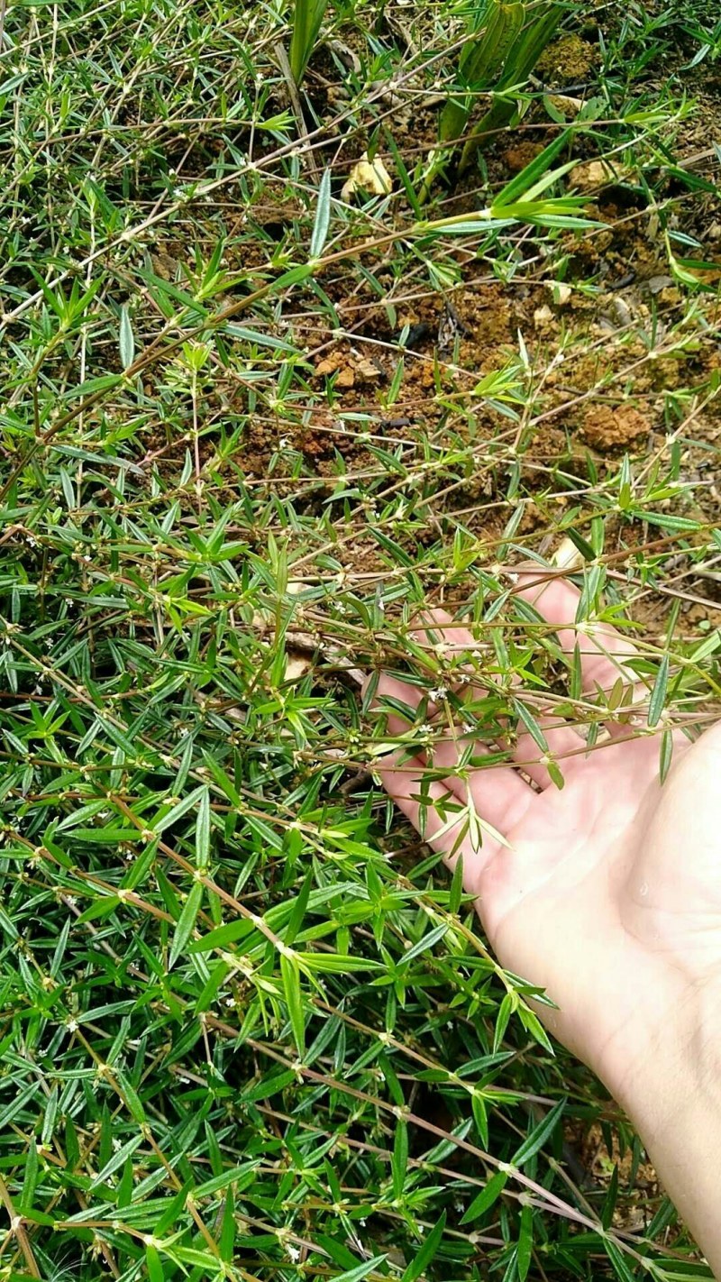 云南野生方杆白花蛇舌草
