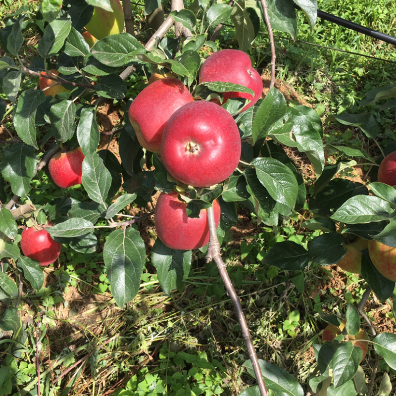 云南苹果昭通华硕苹果大量上市，产地直供，量大从优