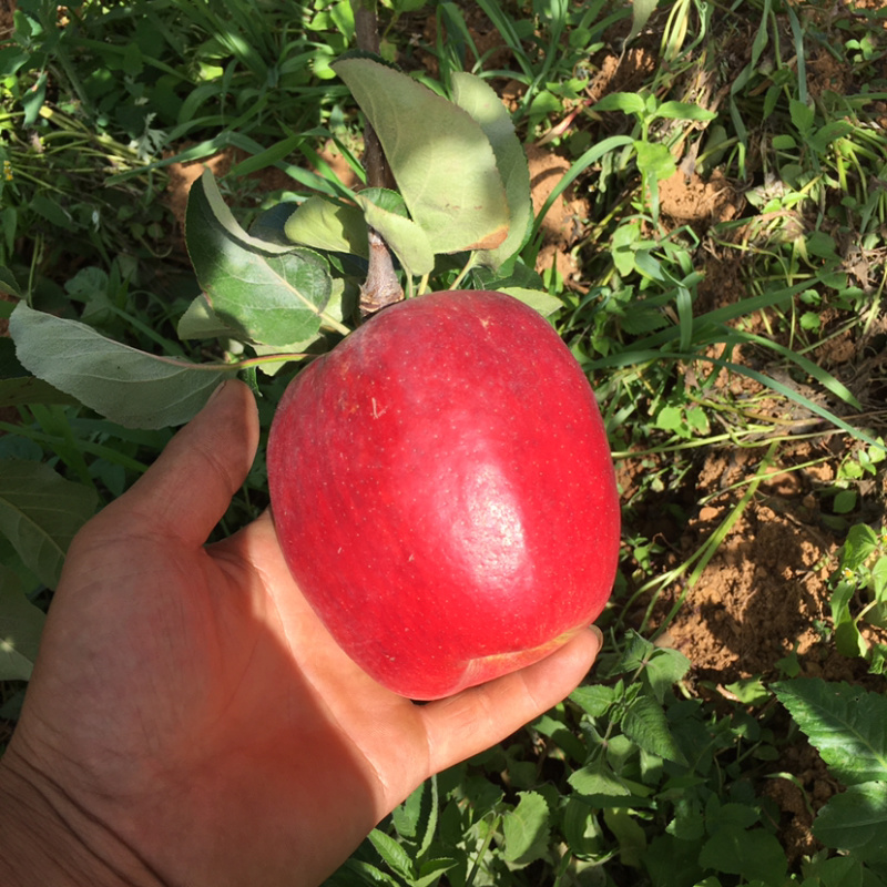 云南苹果昭通华硕苹果大量上市，产地直供，量大从优