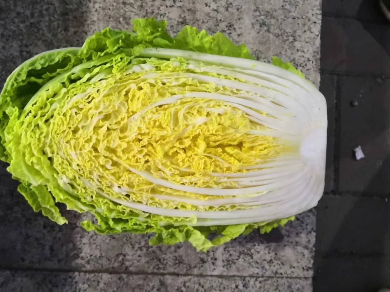 河北定州黄心白菜大量上市中叶绿心黄质量保证代发全国