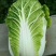 河北定州黄心白菜大量上市中叶绿心黄质量保证代发全国