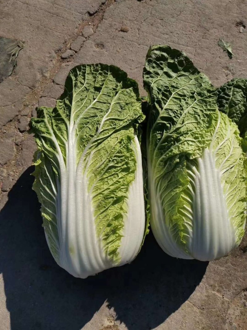 河北定州黄心白菜大量上市中叶绿心黄质量保证代发全国