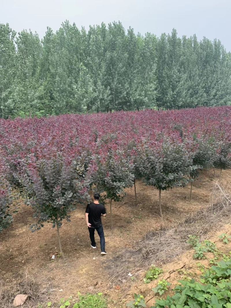 河南供应4~～～12公分精品精品红栌