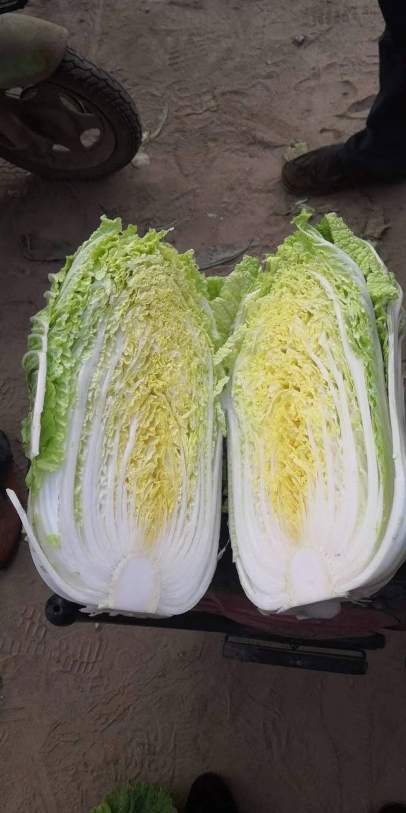 河北定州黄心白菜大量上市中叶绿心黄质量保证代发全国