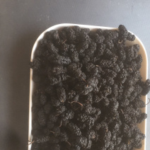 黑珍珠桑椹干