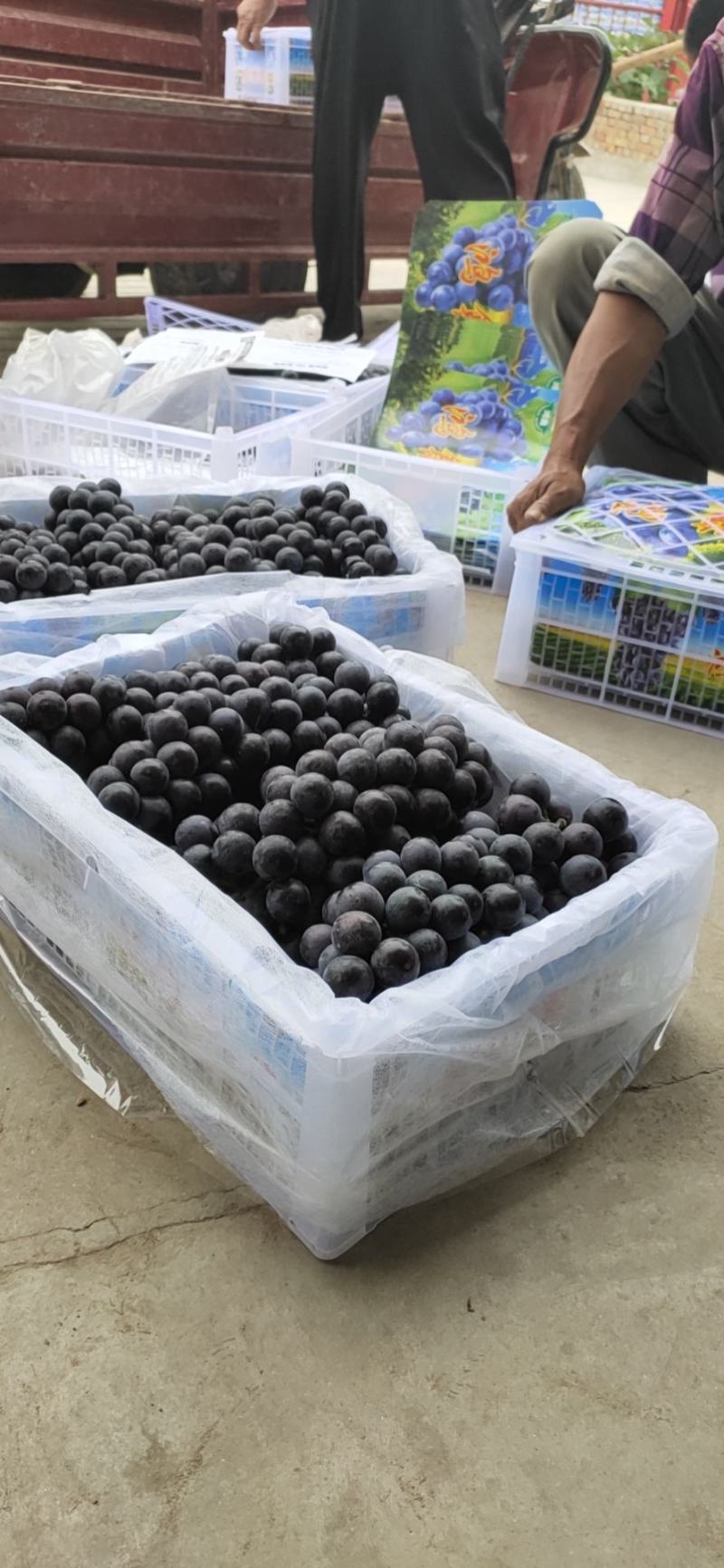 夏黑纯甜-精品在线-价格合理