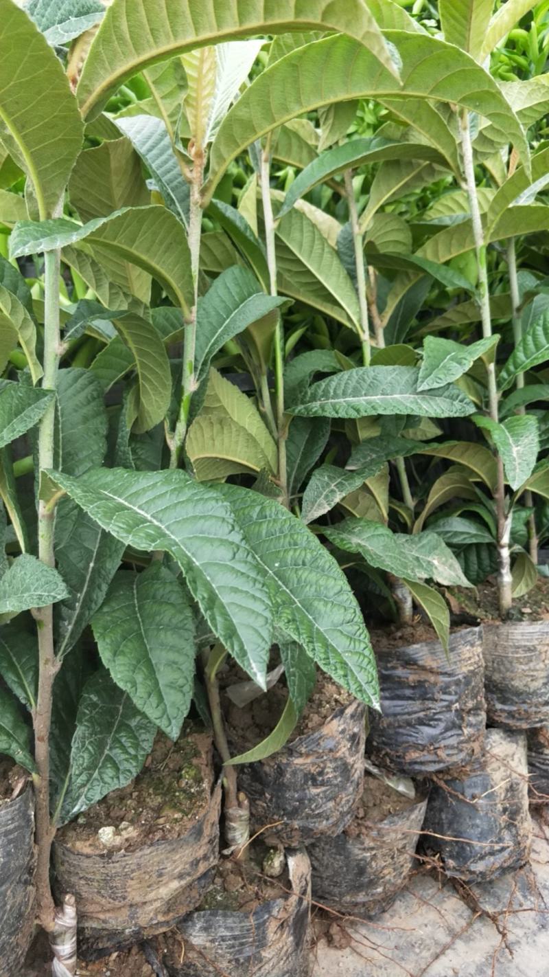 精品枇杷树苗大量出售质优价廉杜绝假苗劣质苗量大从优