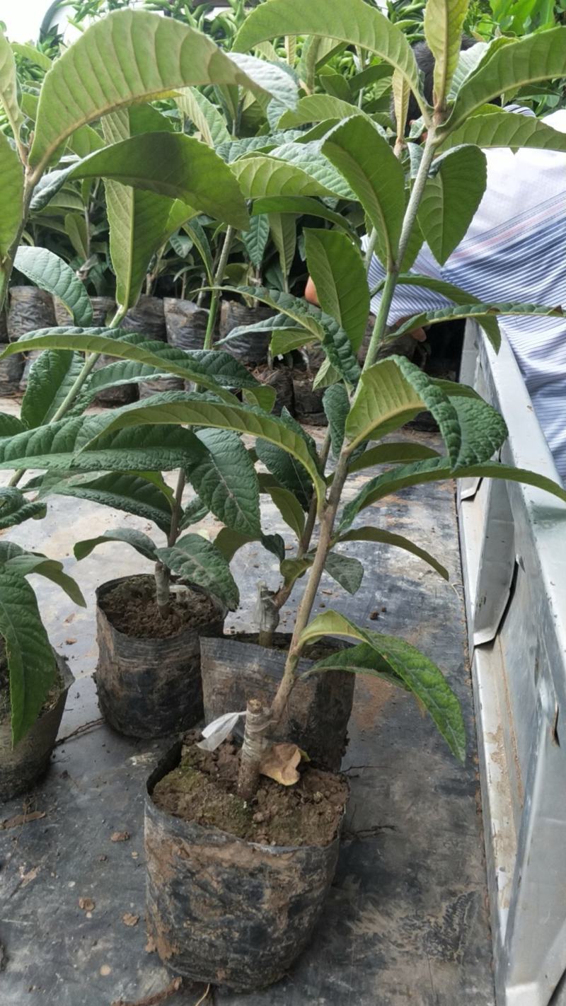 精品枇杷树苗大量出售质优价廉杜绝假苗劣质苗量大从优