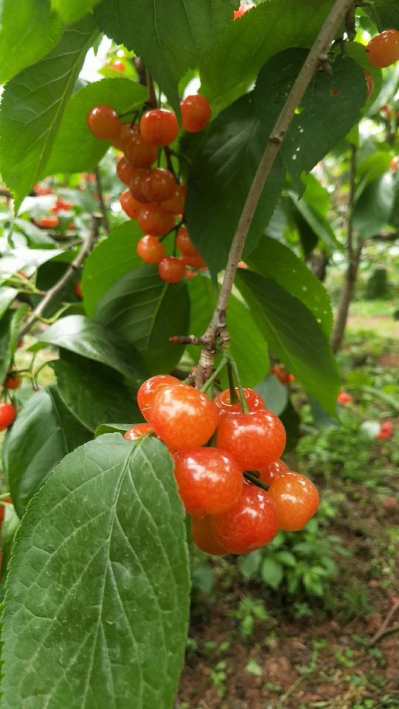 精品黑珍珠樱桃苗全国供应质量保证2年10~20cm包存活