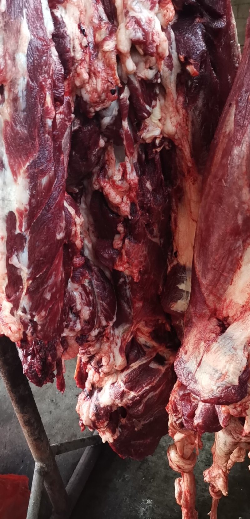 新鲜马肉鲜肋条大量现货批发