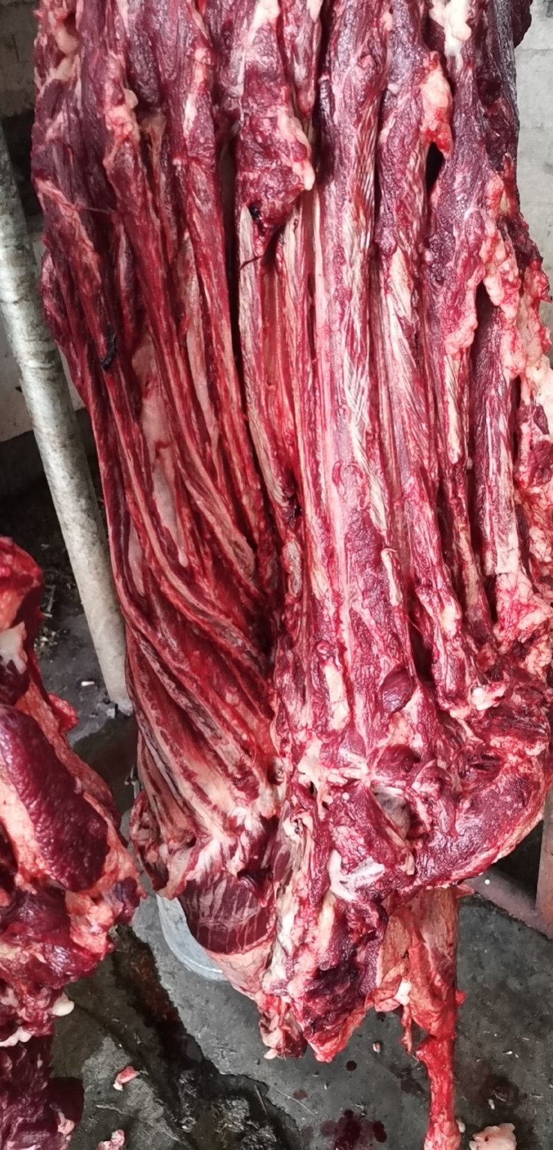 新鲜马肉鲜肋条大量现货批发