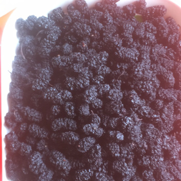 水洗纯绿色食品黑珍珠桑椹干