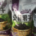 水洗纯绿色食品黑珍珠桑椹干