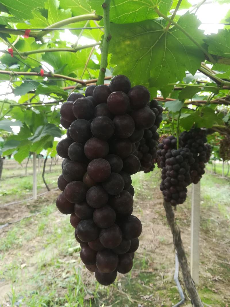 夏黑葡萄，大量上市，颗粒大，口感好