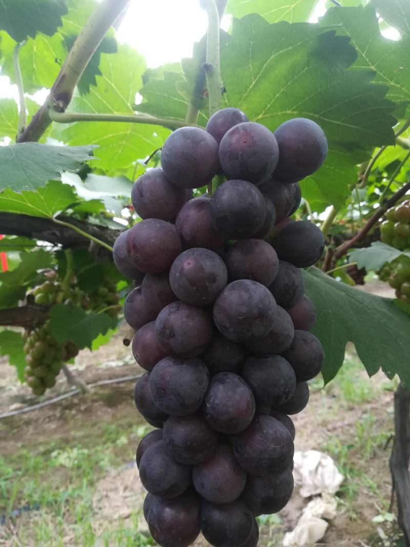 夏黑葡萄，大量上市，颗粒大，口感好
