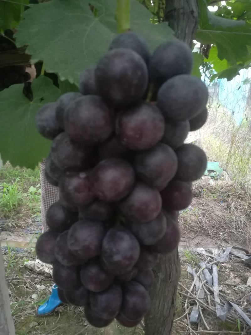 夏黑葡萄，大量上市，颗粒大，口感好