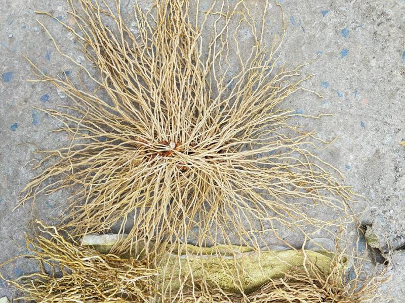 牛尾菜（春根）鲜货须预定