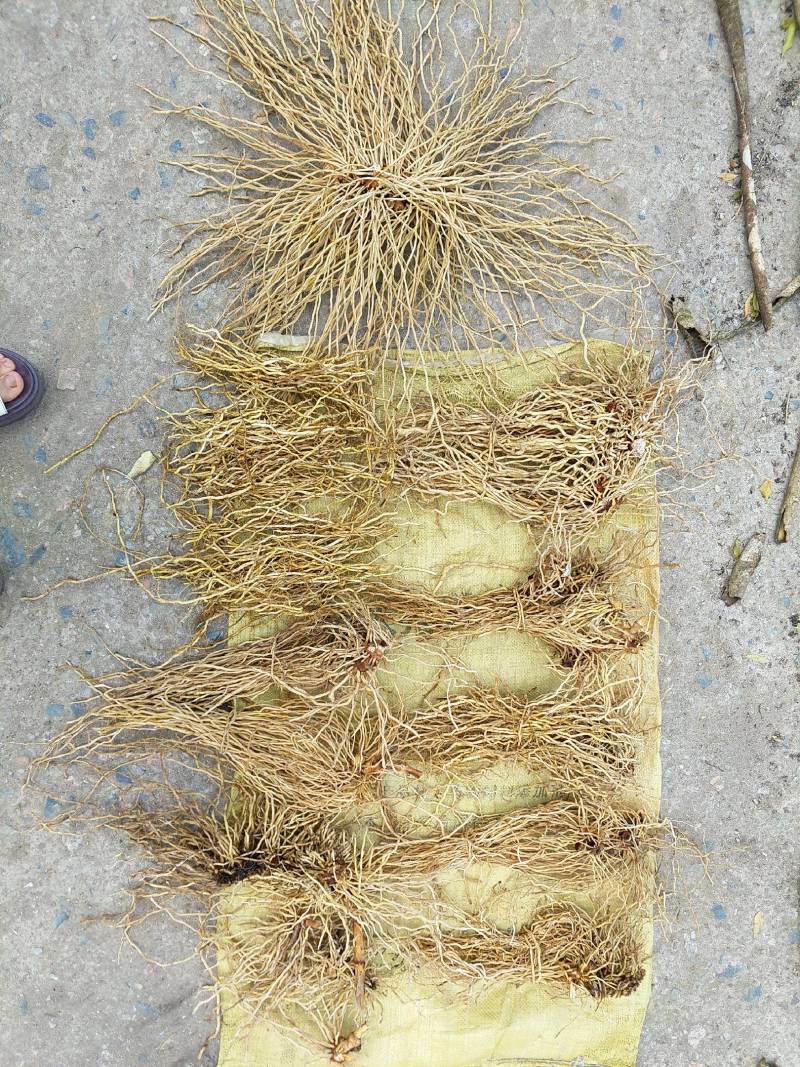 牛尾菜（春根）鲜货须预定