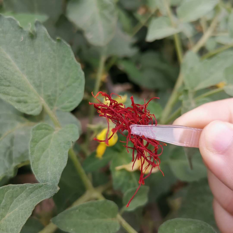 3盒Behrang进口伊朗藏红花买1盒送2盒一共3盒包邮
