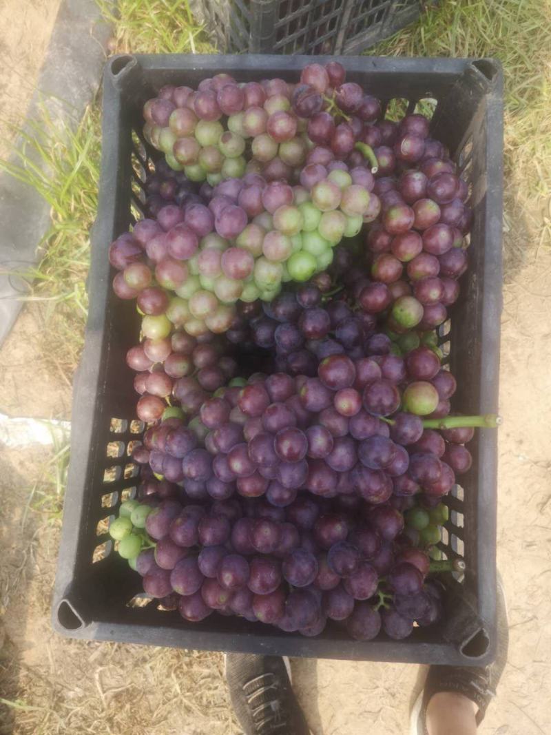 加工厂夏黑葡萄大量有货，适合加工罐头，果汁，果脯，果酱等