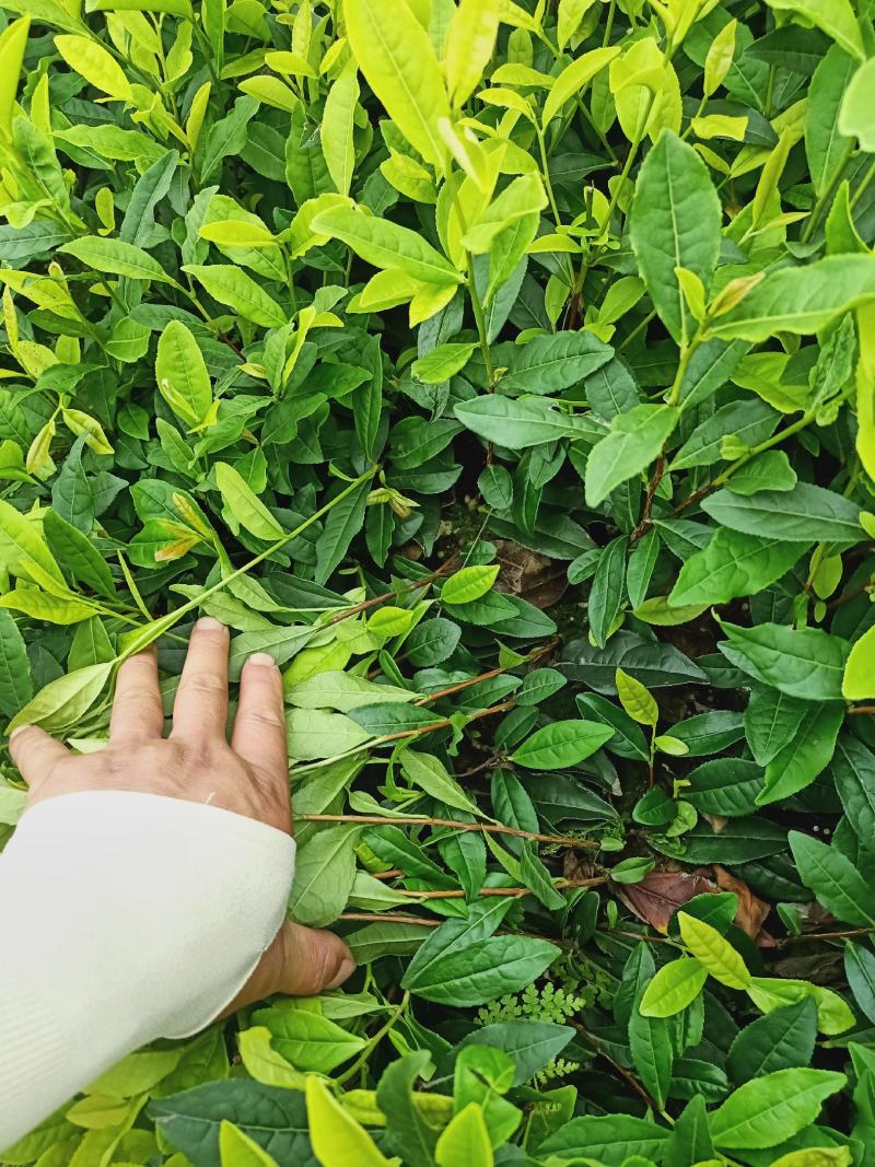 安吉白茶苗，福鼎大白茶苗，黄金茶苗，福选九号茶苗