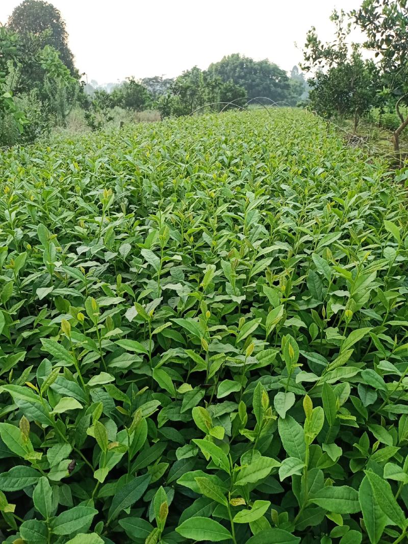 安吉白茶苗，福鼎大白茶苗，黄金茶苗，福选九号茶苗