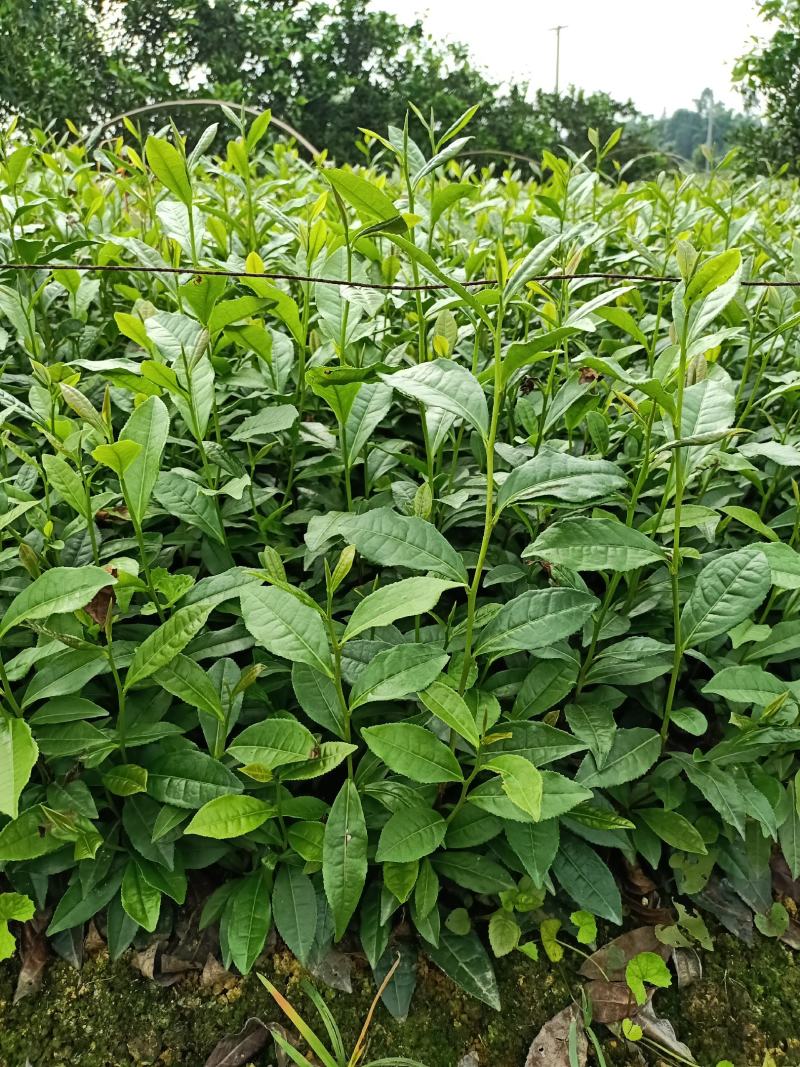 安吉白茶苗，福鼎大白茶苗，黄金茶苗，福选九号茶苗