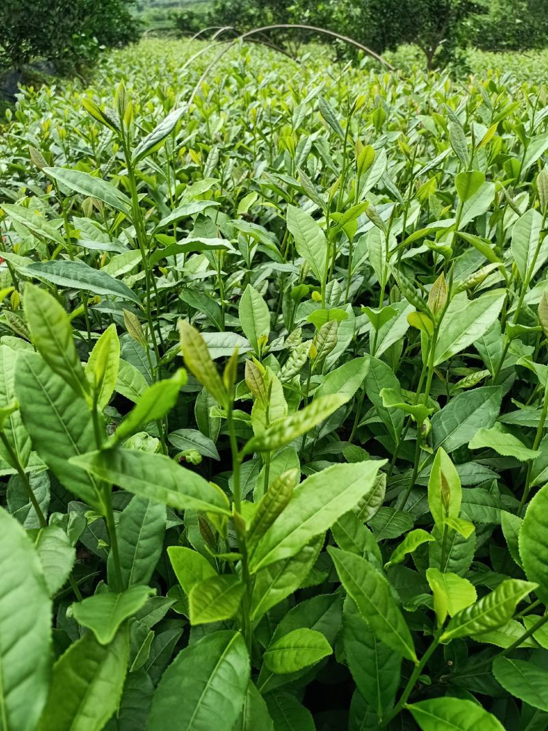 安吉白茶苗，福鼎大白茶苗，黄金茶苗，福选九号茶苗