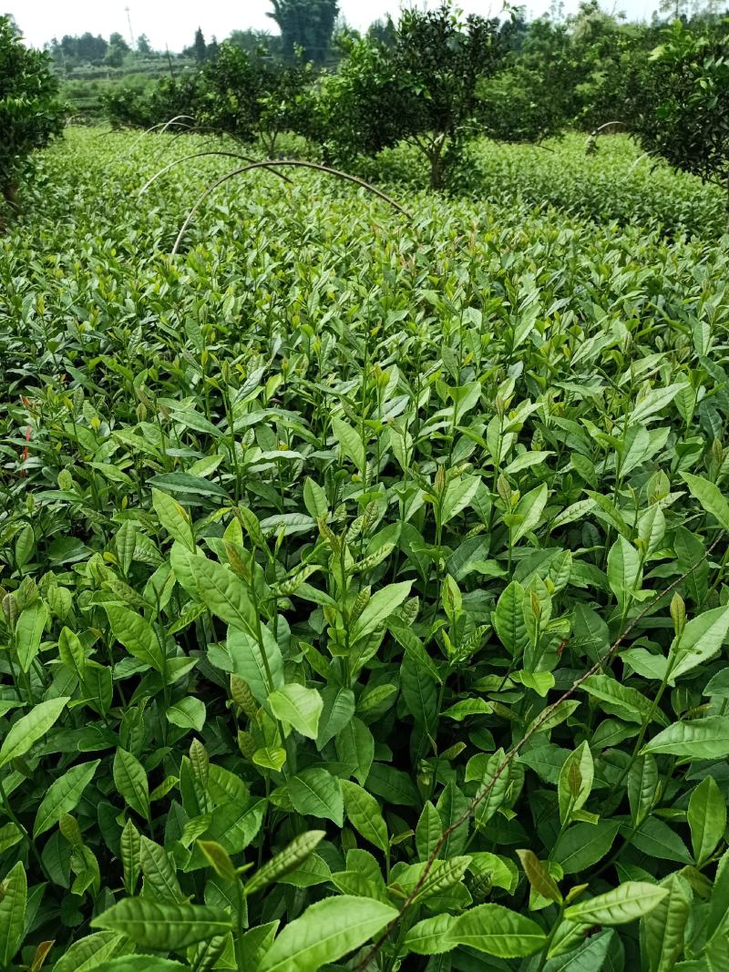 安吉白茶苗，福鼎大白茶苗，黄金茶苗，福选九号茶苗