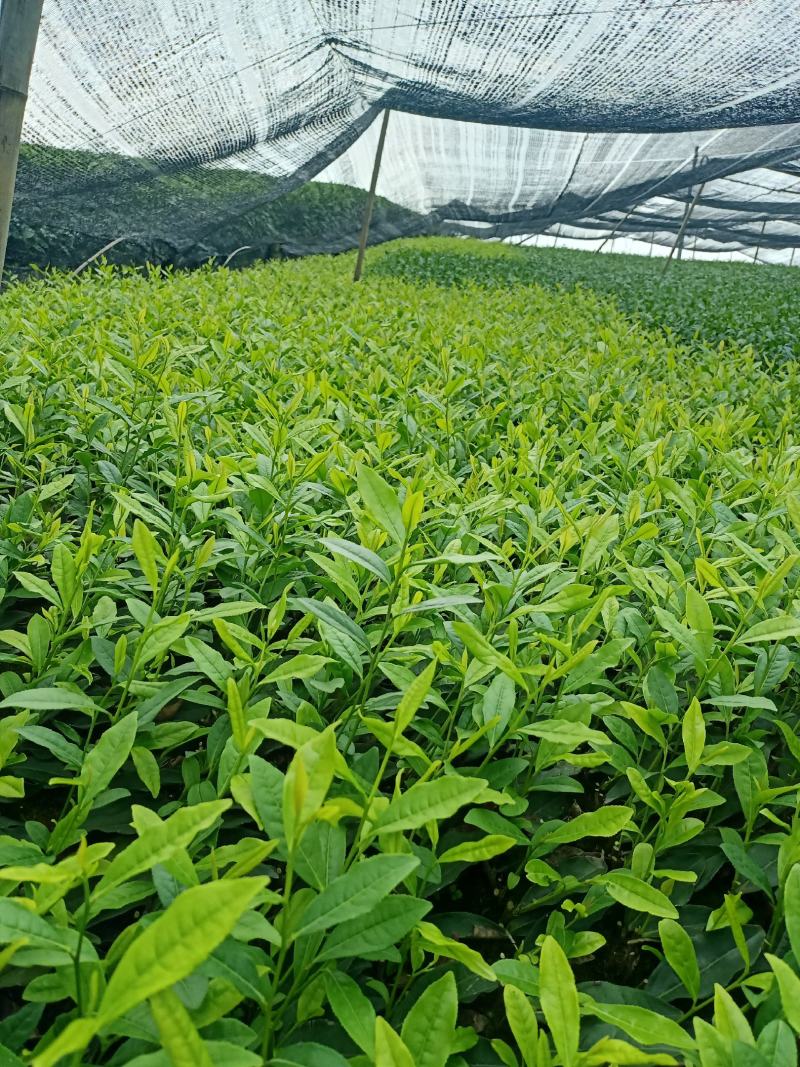 安吉白茶苗，福鼎大白茶苗，黄金茶苗，福选九号茶苗