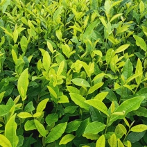 安吉白茶苗，福鼎大白茶苗，黄金茶苗，福选九号茶苗