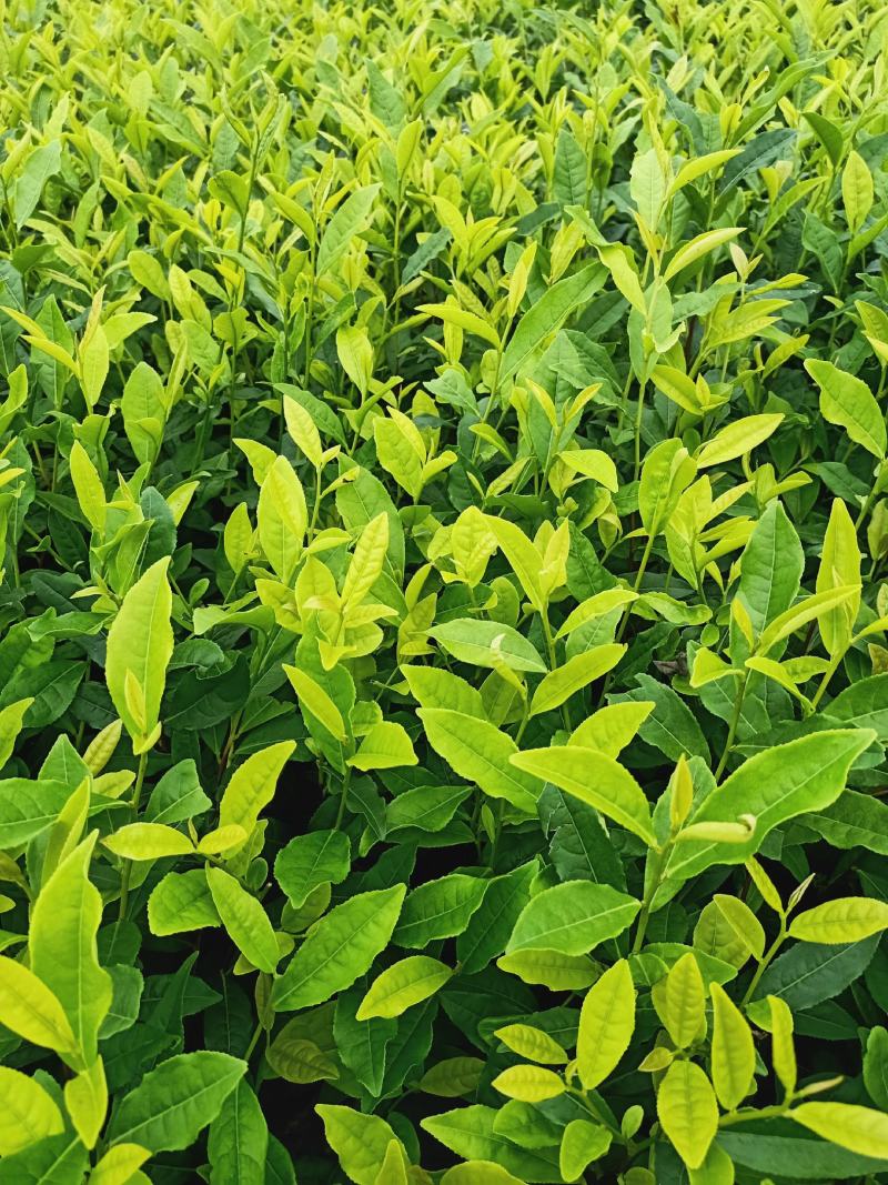 安吉白茶苗，福鼎大白茶苗，黄金茶苗，福选九号茶苗