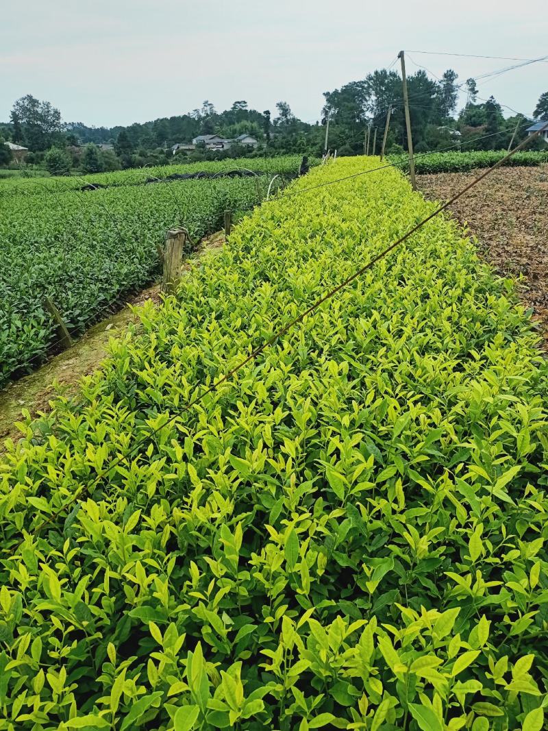安吉白茶苗，福鼎大白茶苗，黄金茶苗，福选九号茶苗