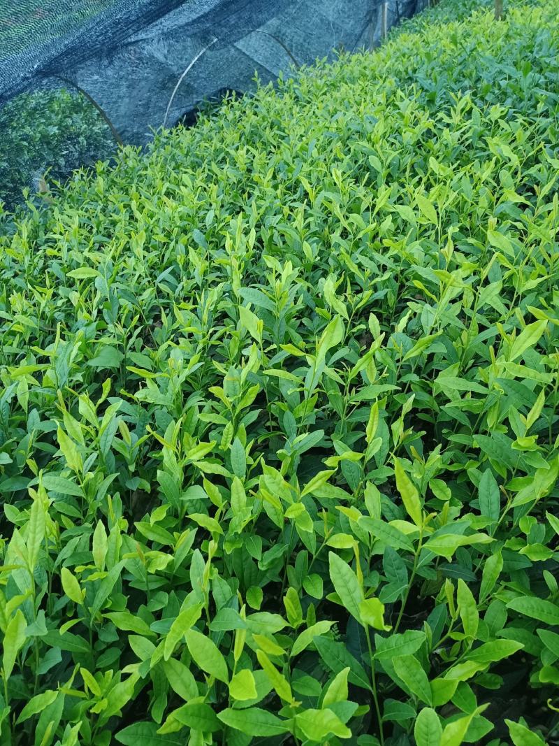安吉白茶苗，福鼎大白茶苗，黄金茶苗，福选九号茶苗