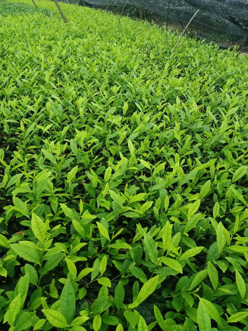 安吉白茶苗，福鼎大白茶苗，黄金茶苗，福选九号茶苗