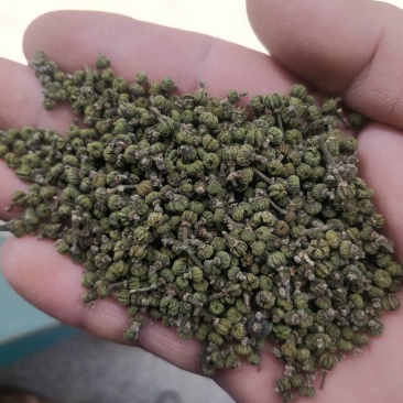 2022年《广西品种中花吴茱萸》新货上市