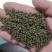 2022年《广西品种中花吴茱萸》新货上市