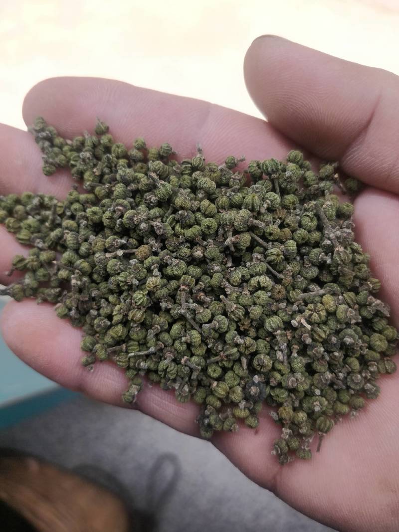 2022年《广西品种中花吴茱萸》新货上市