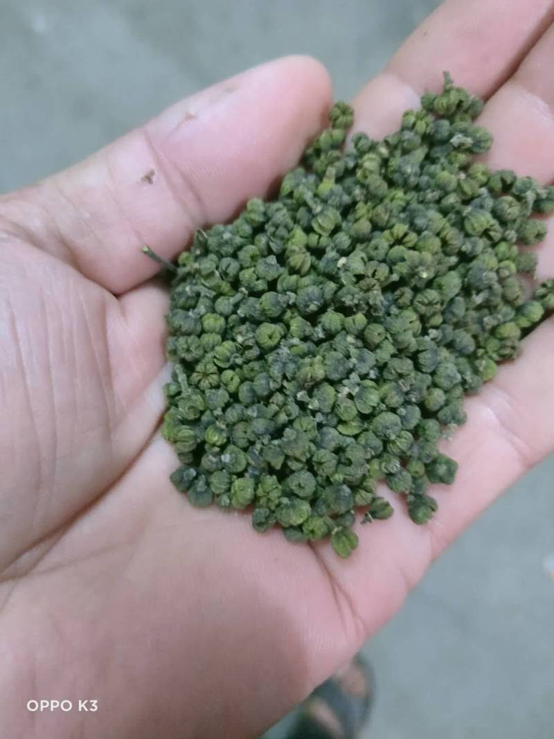 2022年《广西品种中花吴茱萸》新货上市