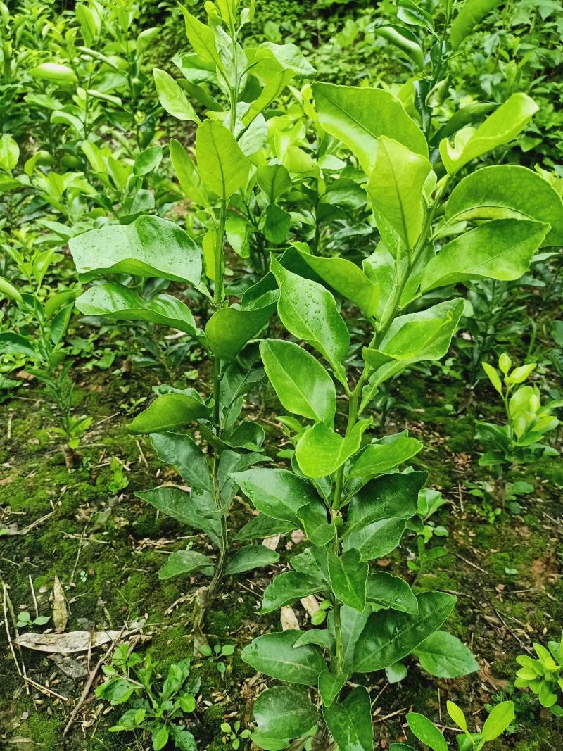 耙耙柑苗，爱媛苗，红橘苗，明日见苗