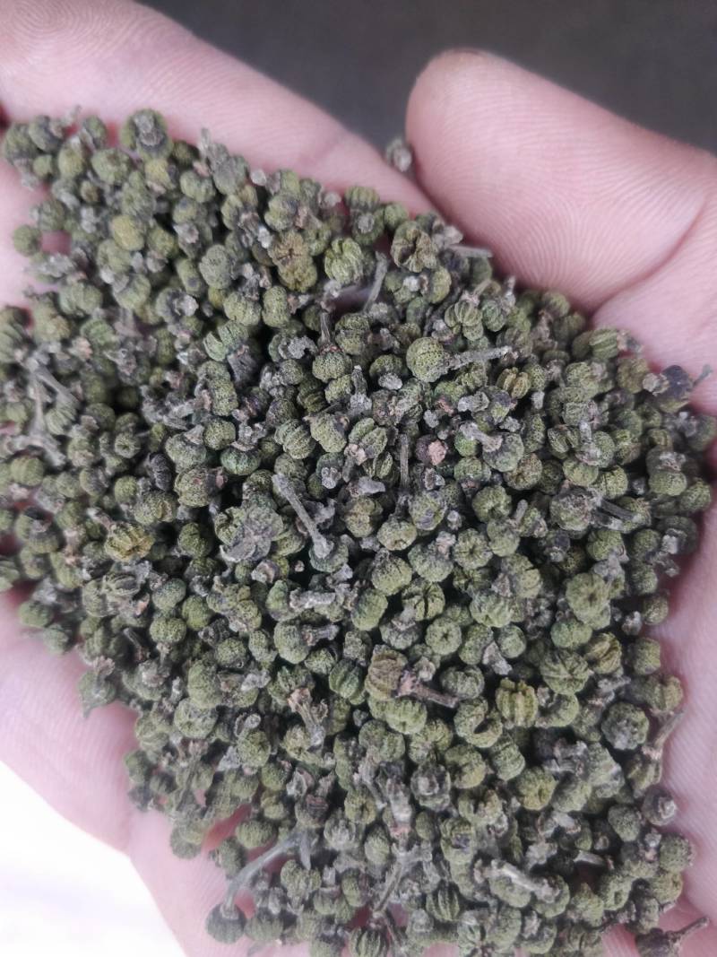 2022年《广西品种中花吴茱萸》新货上市