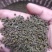2022年《广西品种中花吴茱萸》新货上市