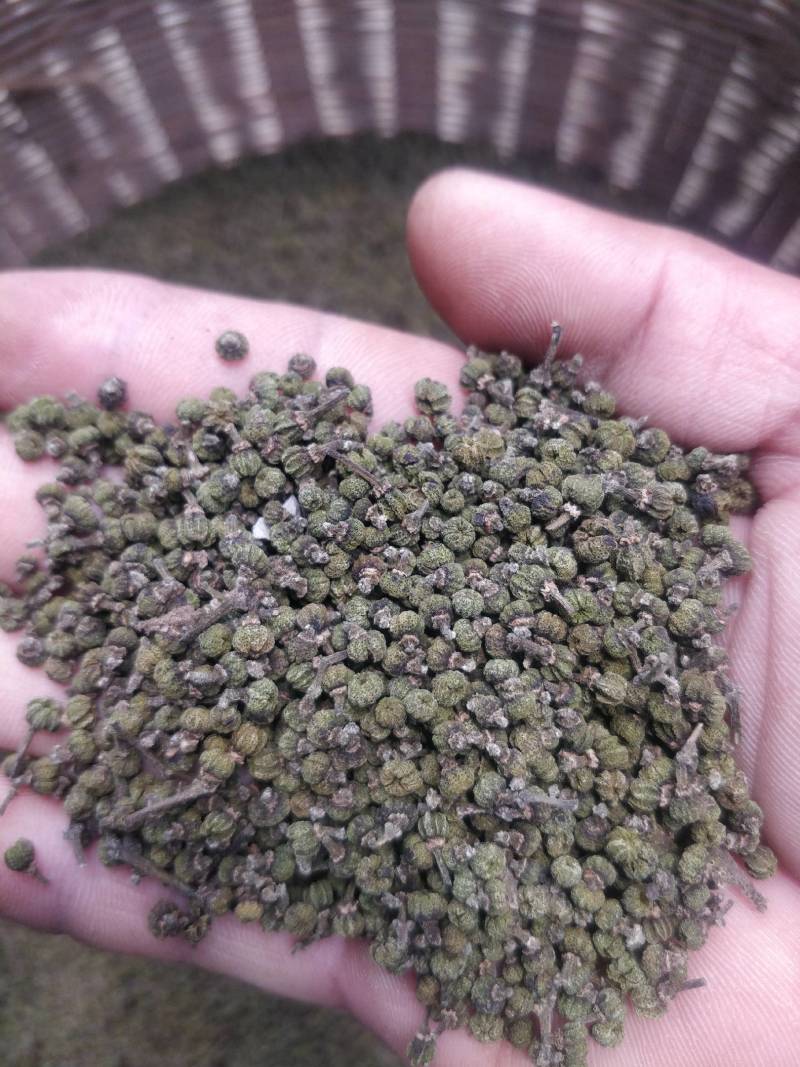 2022年《广西品种中花吴茱萸》新货上市