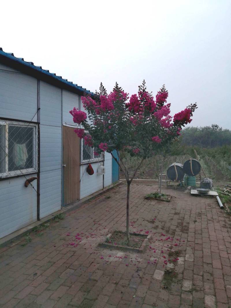 造型美国红叶紫薇，绽开美丽世界。